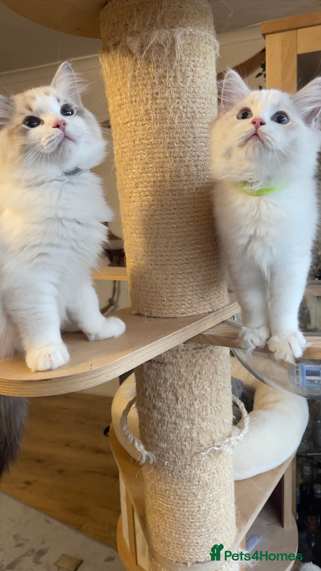 Ragdoll cats for sale: 🌟 Stunning TICA Ragdoll Kittens – Ready Now! - Advert 4