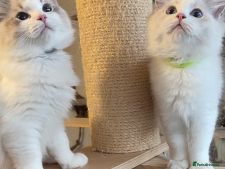 Ragdoll cats ✨ Gorgeous Ragdoll Kittens ✨ - Advert 6