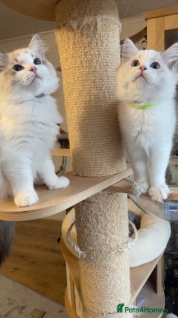 Ragdoll cats ✨ Gorgeous Ragdoll Kittens ✨ - Advert 5