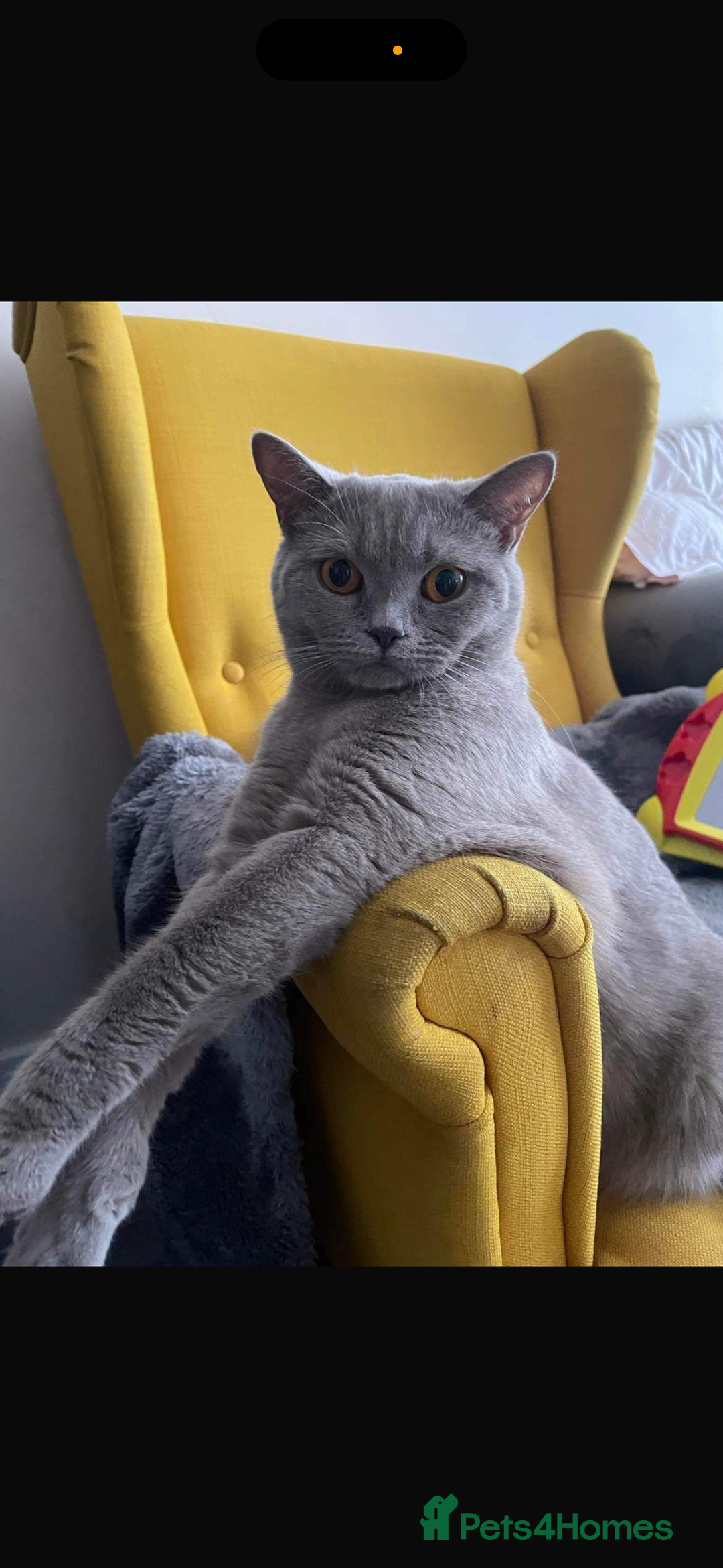 British Shorthair cats for sale: British Shorthair Kitten  - Image 5