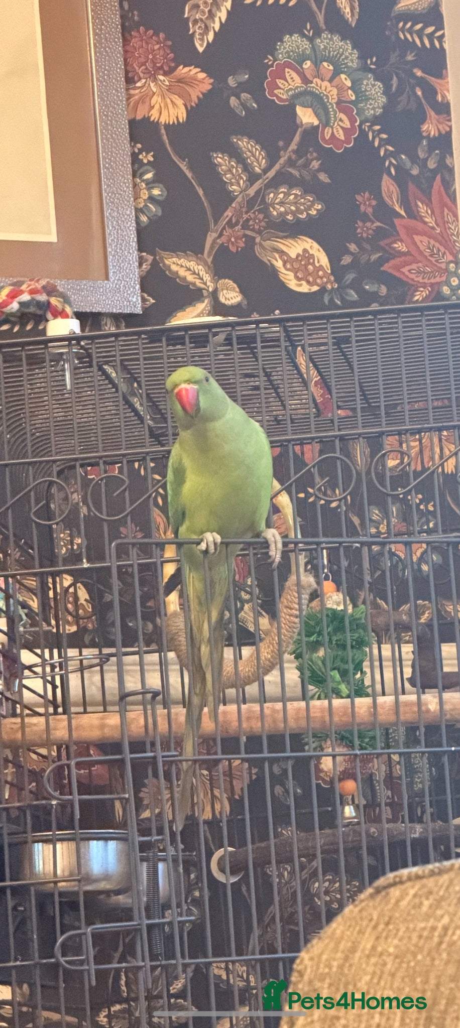 Ringnecks birds Ringneck - Advert 7