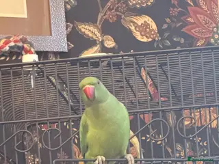 Ringnecks birds Ringneck - Advert 7