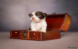 Yorkshire Terrier dogs for sale: Colorful Yorkshire Terrier puppies for sale - Image 10