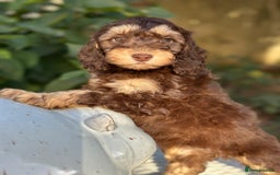 Cockapoo dogs for sale: Fabulously bred cockapoos  - Image 4