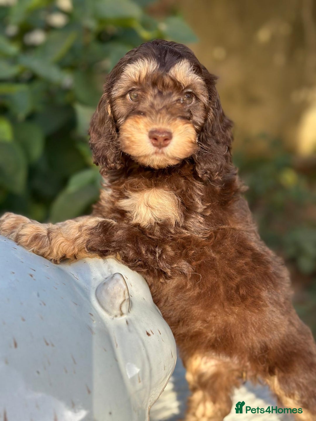 Cockapoo dogs for sale: Fabulously bred cockapoos  - Image 4