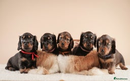 Miniature Dachshund dogs for sale: KC REG long hair miniature dachshund  - Image 1