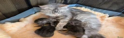 Maine Coon cats for sale: Pure Bred Maine Coon Kittens - Advert 34