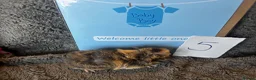 Guinea Pig rodents for sale: Babies ready 2 reserve girls&boys  - Advert 17