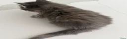 Maine Coon cats for sale: Maine Coon Kittens for sale (Surrey location) - Advert 8