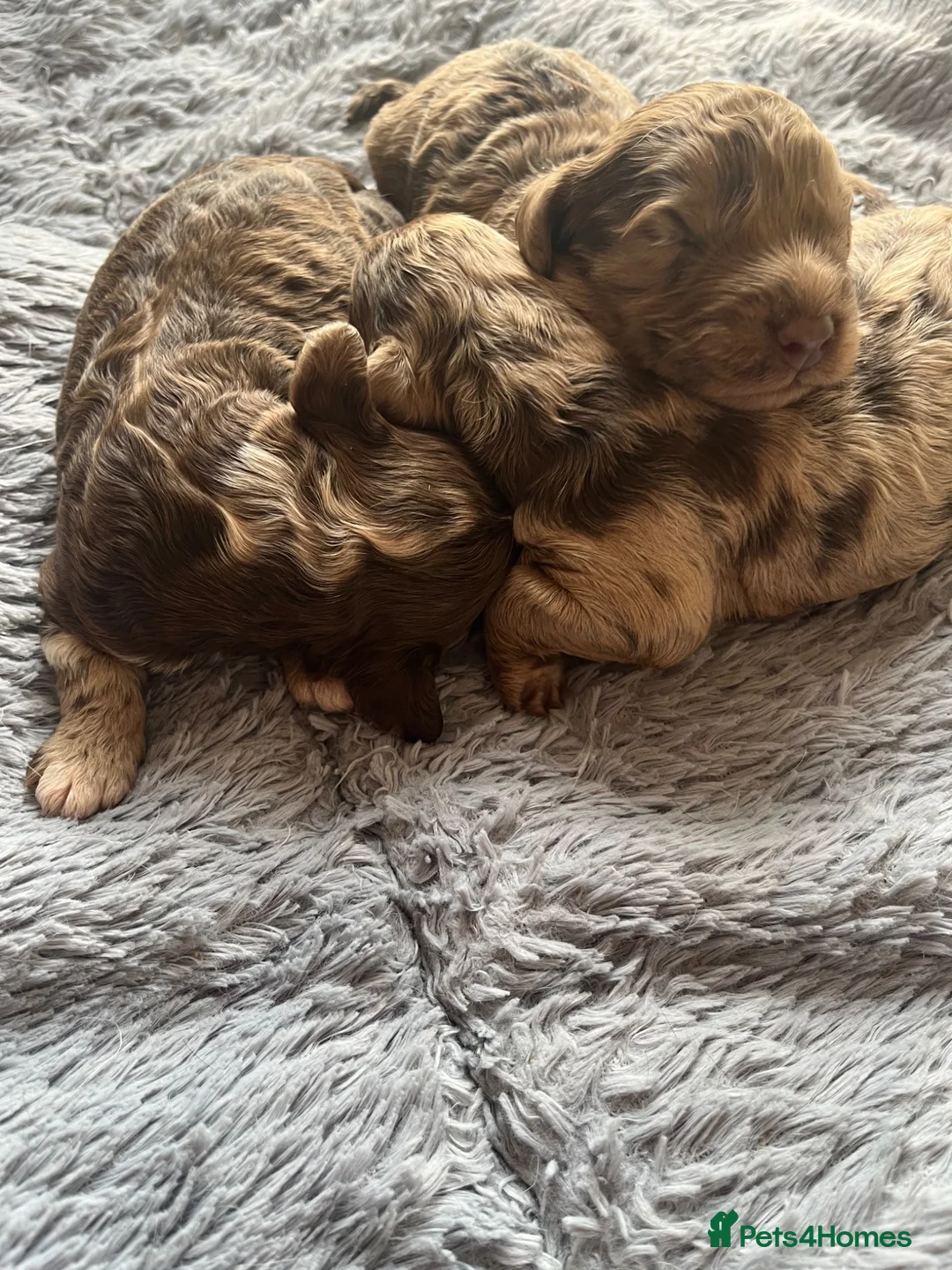 Cockapoo dogs for sale: 💙Beautiful,super friendly,Cockapoo F1 Puppies  - Advert 2