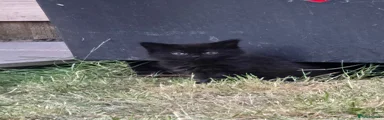 Turkish Angora black