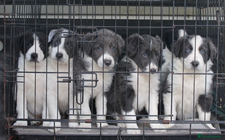 Border Collie dogs Sheepdog puppies - Advert 1