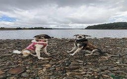 Mixed Breed dogs for adoption: FLOSSIE  - Advert 10