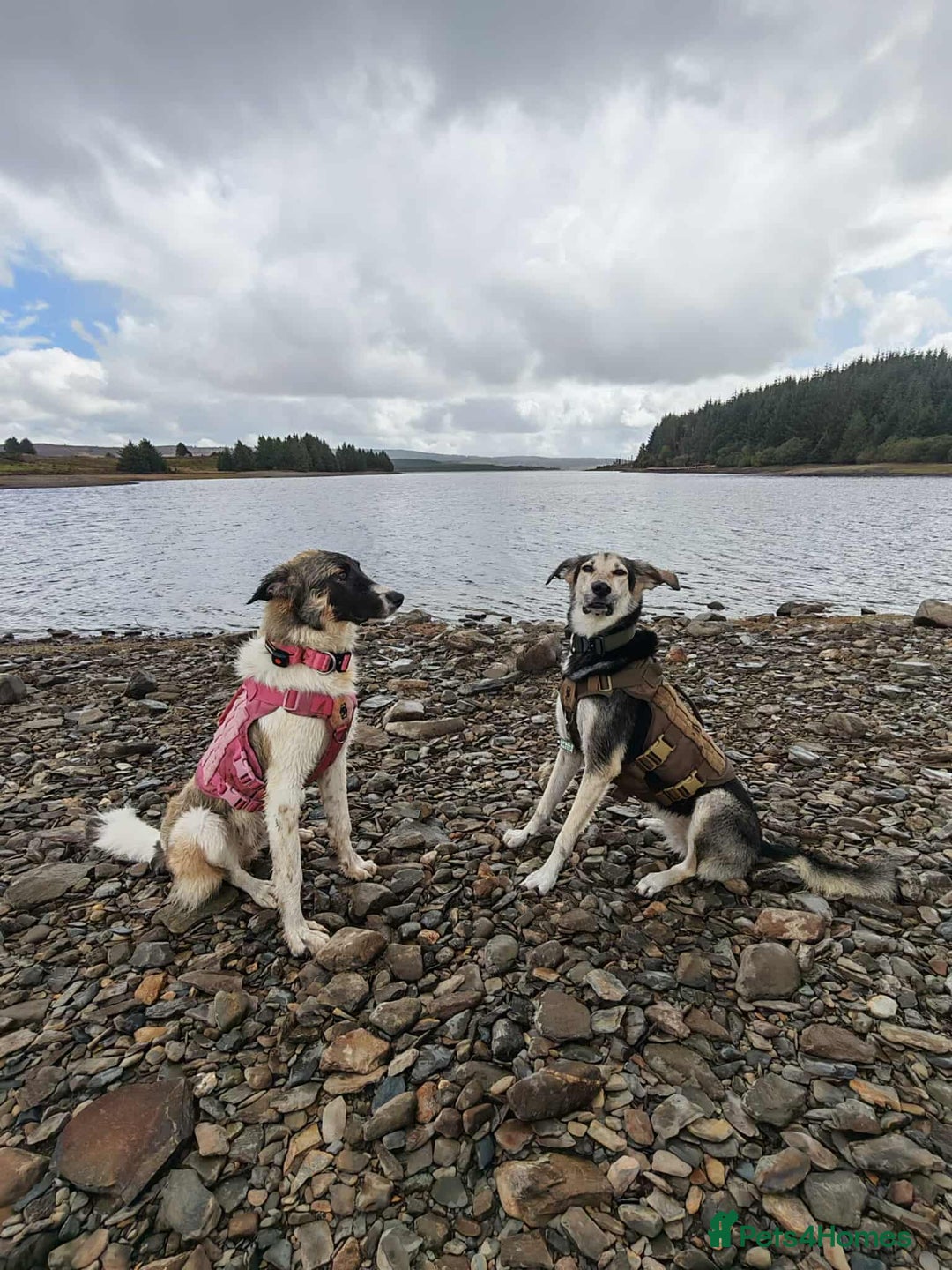 Mixed Breed dogs for adoption: FLOSSIE  - Advert 10