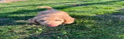 Goldendoodle dogs for sale: Gorgeous Goldendoodle males - ready now! in Taunton - Advert 5