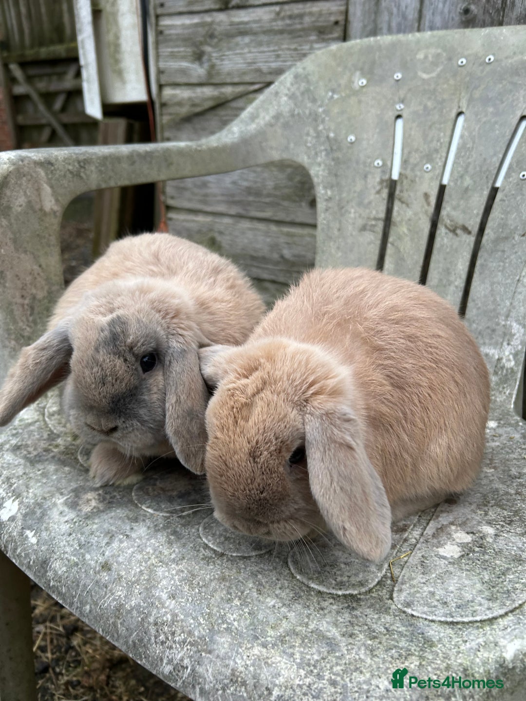 Mini Lop rabbits for sale: Harli mini lop bucks - Advert 2