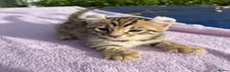 Keetso cats for sale: Stunning wild looking polydactyl curl ear keetsos  - Advert 39