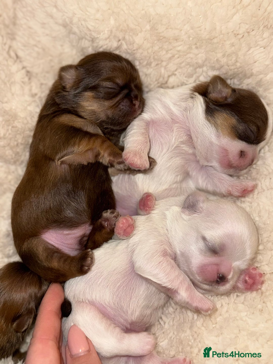 Shih Tzu dogs for sale: Shih tzu  - Advert 2