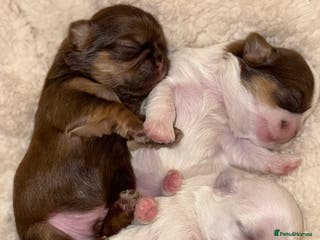 Shih Tzu dogs Shih tzu - Advert 15