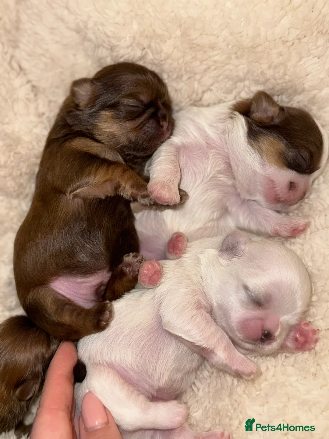 Shih Tzu dogs for sale: Shih tzu  - Advert 2