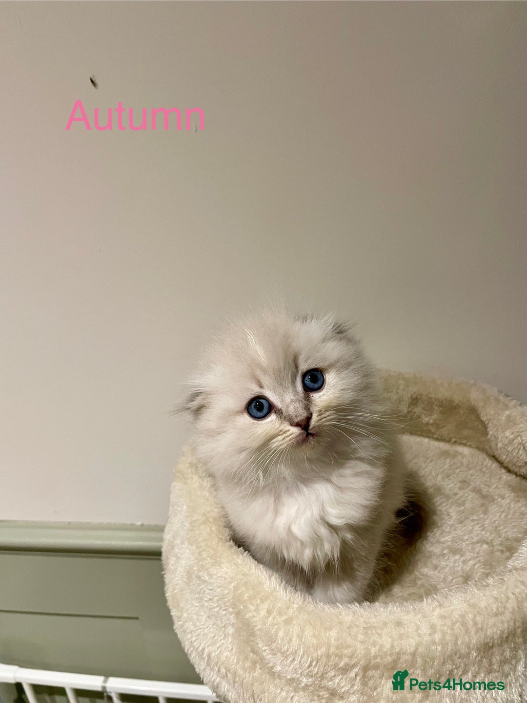 Ragdoll cats for sale: Exquisite, truly unique Ragdolls & Ragfold kittens - Advert 21