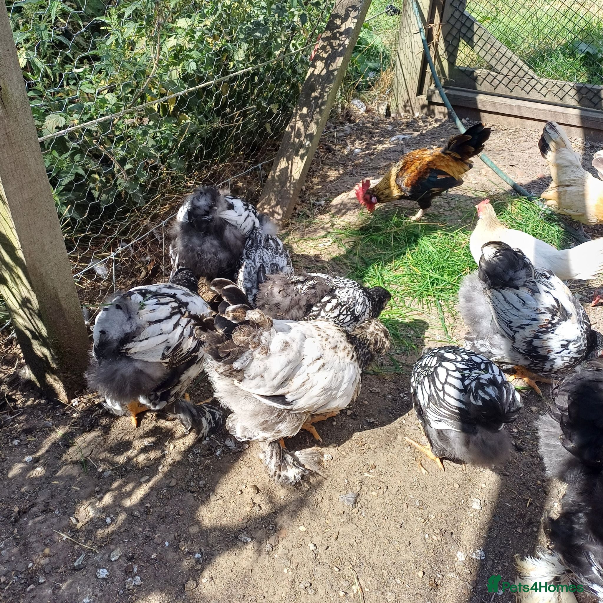 Chickens poultry Chickens, Ducks & Baby Chicks for Sale! 🐔🦆🐥   - Advert 1