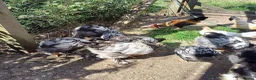 Chickens poultry for sale: Chickens, Ducks & Baby Chicks for Sale! 🐔🦆🐥   - Advert 1