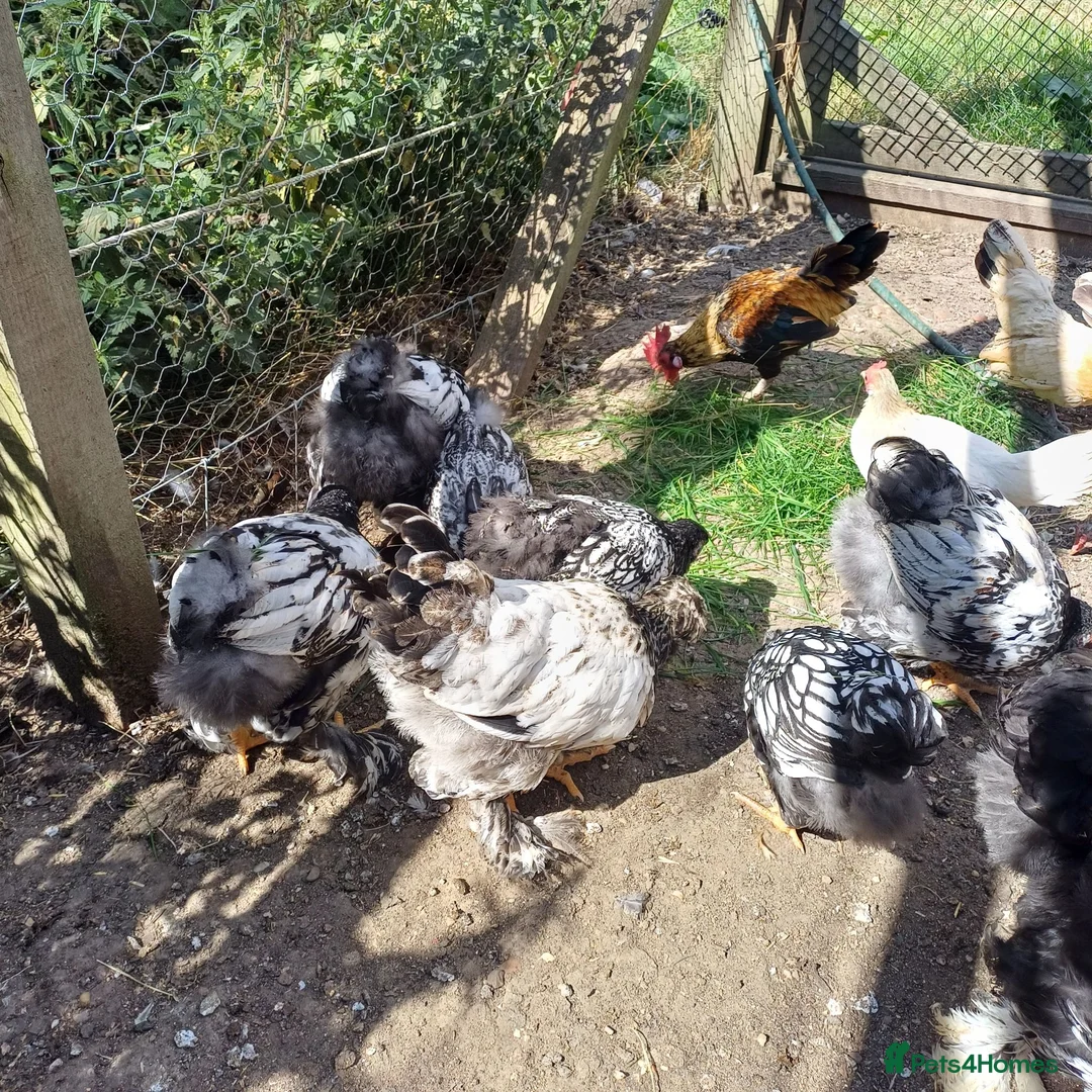 Chickens poultry for sale: Chickens, Ducks & Baby Chicks for Sale! 🐔🦆🐥   - Advert 1