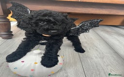 Mini Goldendoodle dogs for sale: A Bundle of Joy F1BB Mini Goldendoodle - Image 26