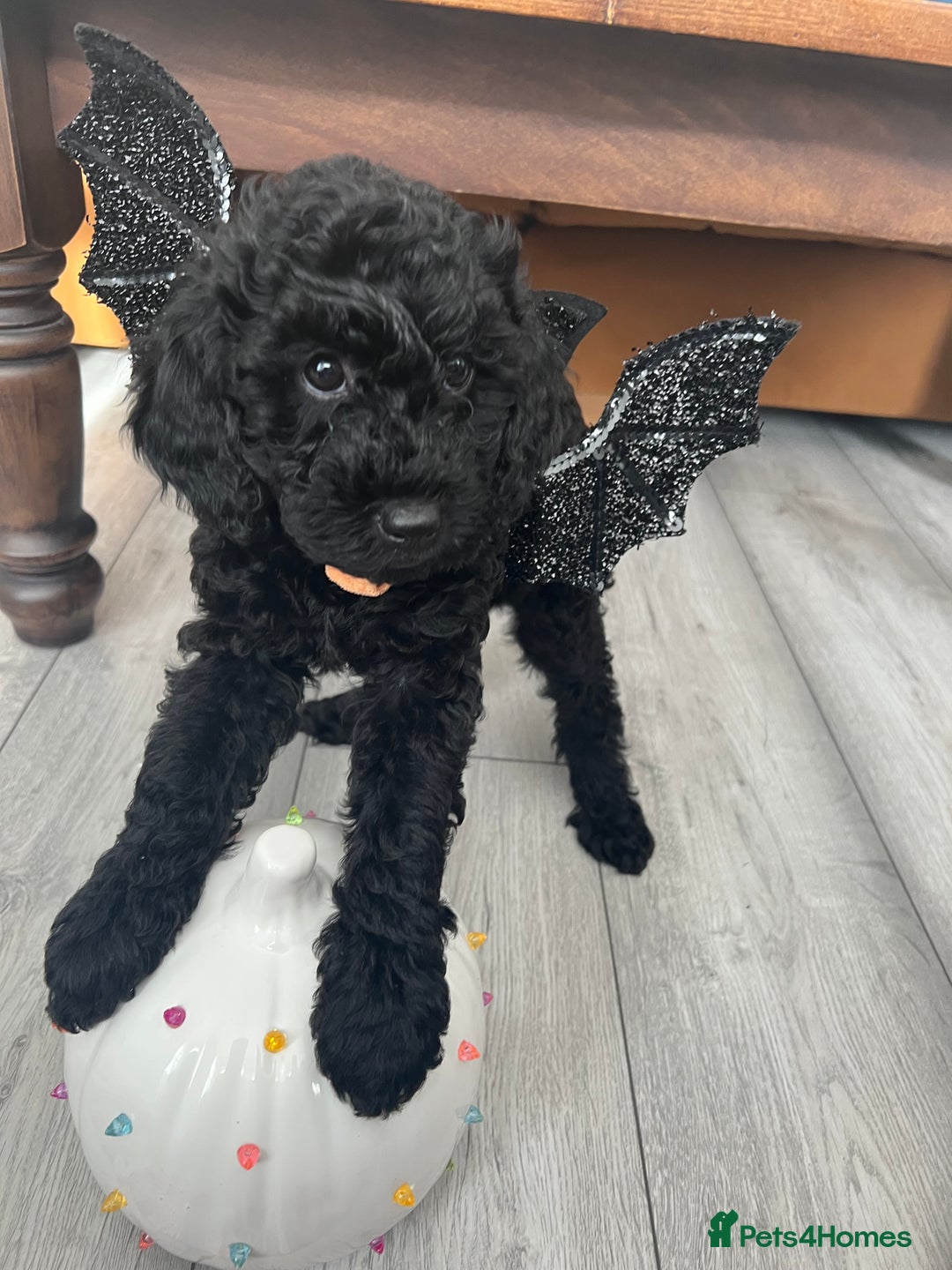 Mini Goldendoodle dogs for sale: A Bundle of Joy F1BB Mini Goldendoodle - Image 26