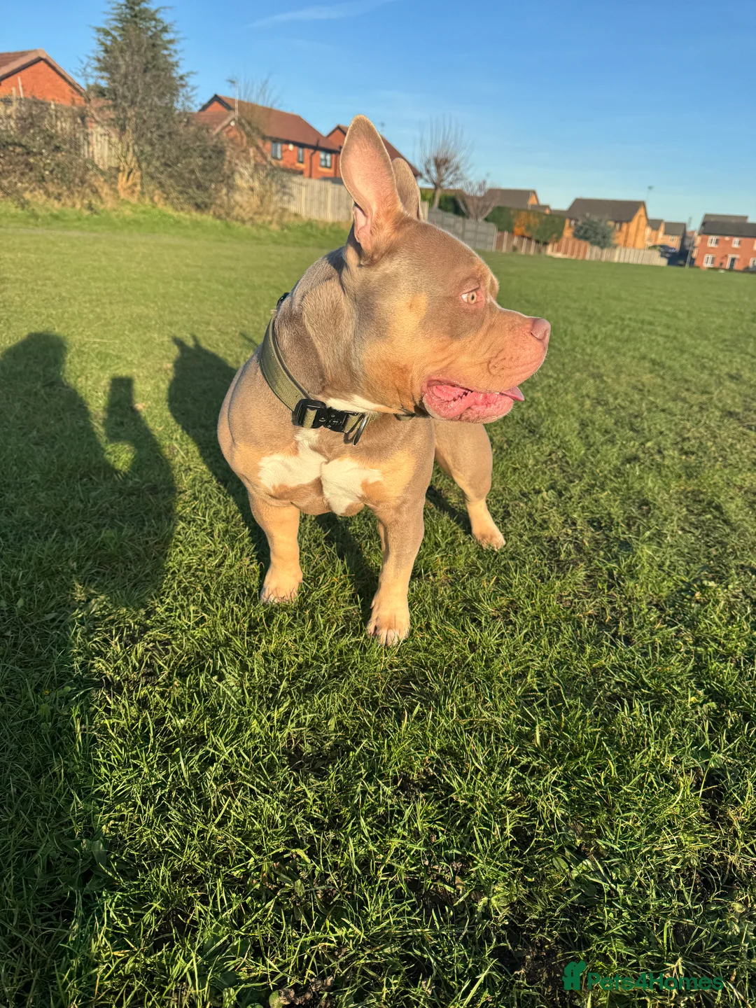 American Bully dogs for stud: 🐾BUGZY the ABKC american bully stud🐾 - Advert 2