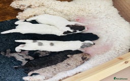 Labradoodle dogs for sale: Beautiful unique mini labradoodles with rare coats - Image 9