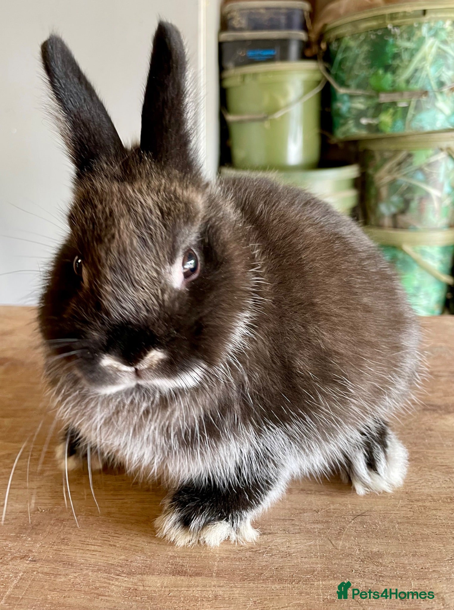 Netherland Dwarf rabbits Sweet Netherland Dwarf baby boy available now  - Advert 4