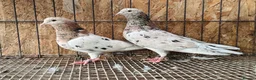 Pigeons birds for sale: BEAUTIFUL ALMOMD ROLLERS FOR SALE - Advert 2