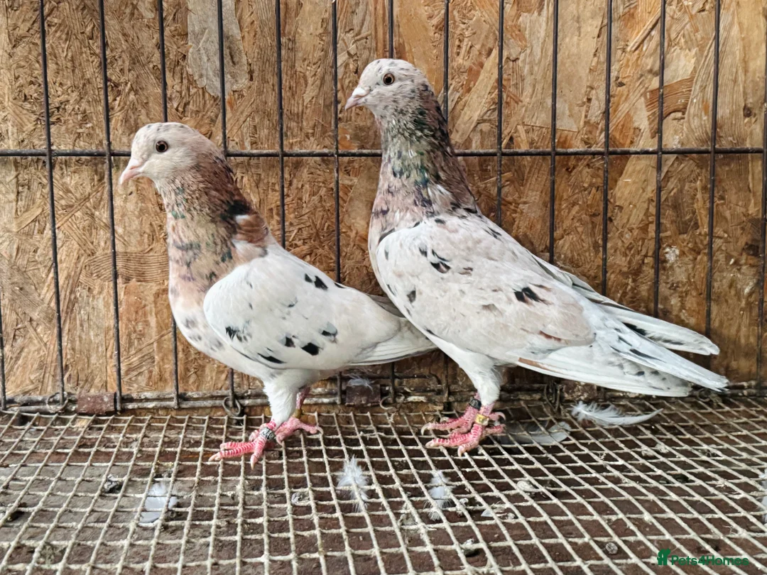 Pigeons birds for sale: BEAUTIFUL ALMOMD ROLLERS FOR SALE - Advert 2