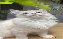 Siberian cats for sale: Siberian Kittens Neva Masquerade White - Image 3