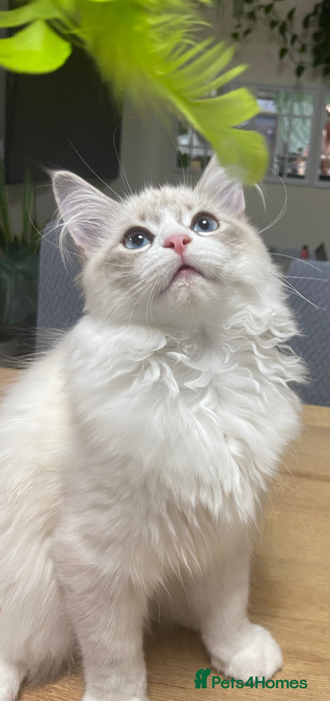 Siberian cats for sale: Siberian Kittens Neva Masquerade White - Image 3