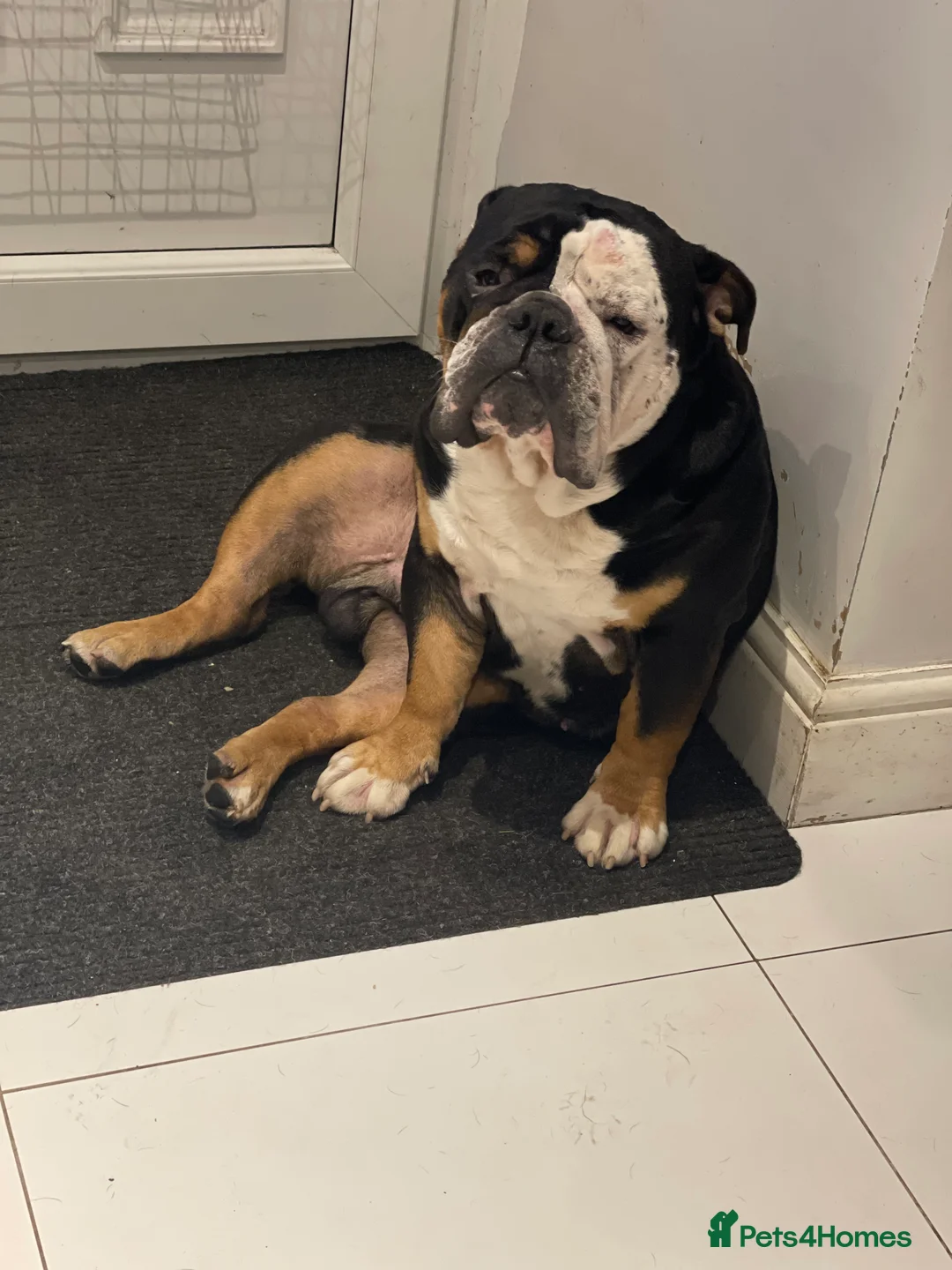 English Bulldog dogs for sale: Alfie English Bulldog  - Advert 7