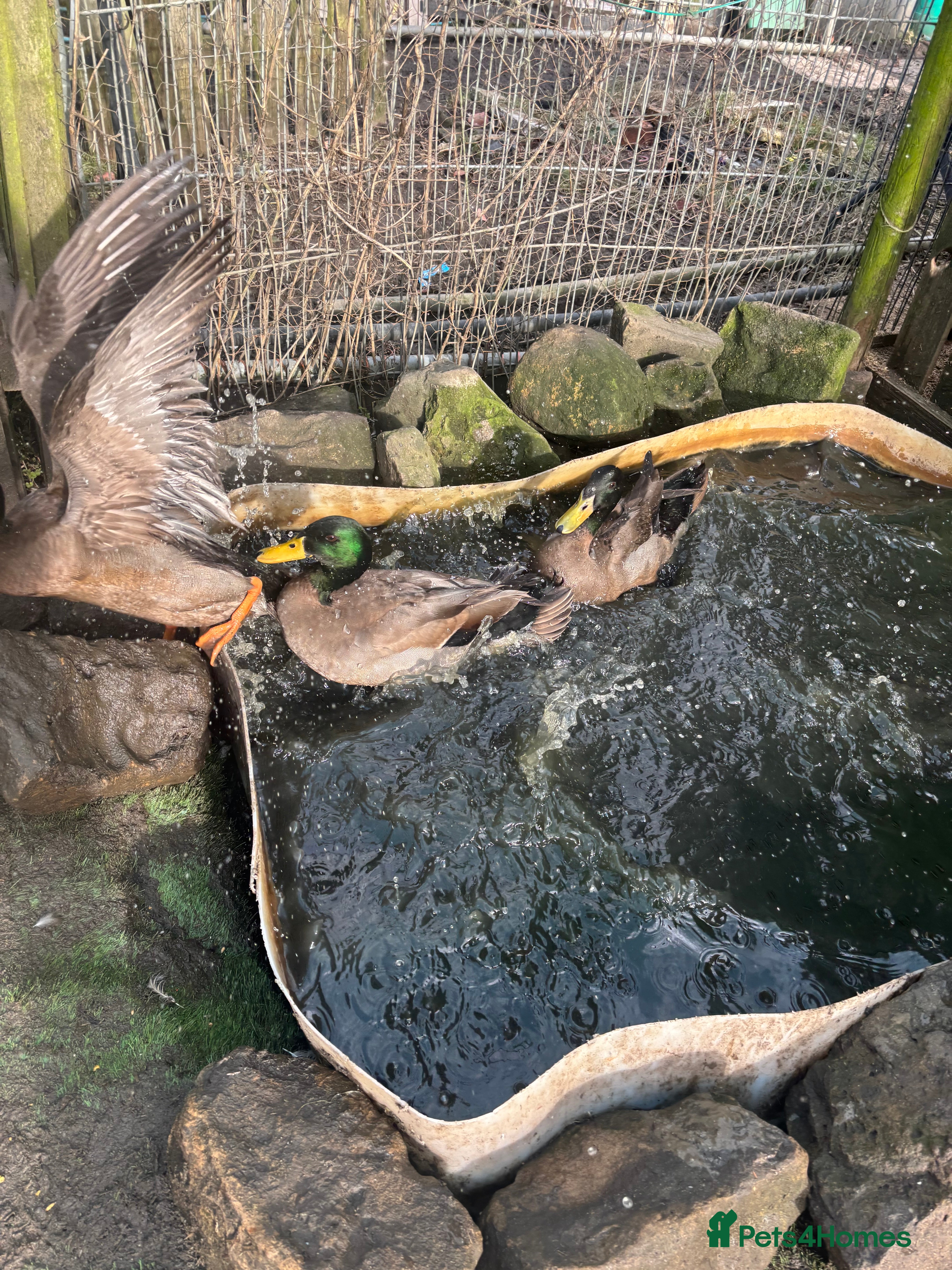 Ducks poultry 2 male ducks  - Advert 5