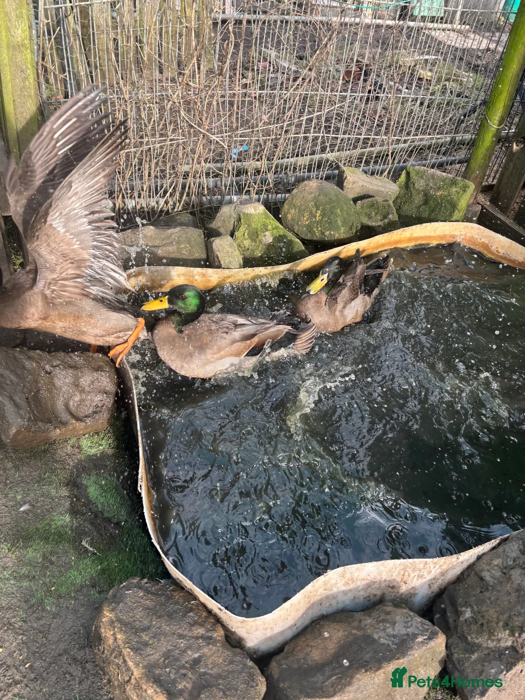 Ducks poultry for sale: 2 male ducks  - Advert 1