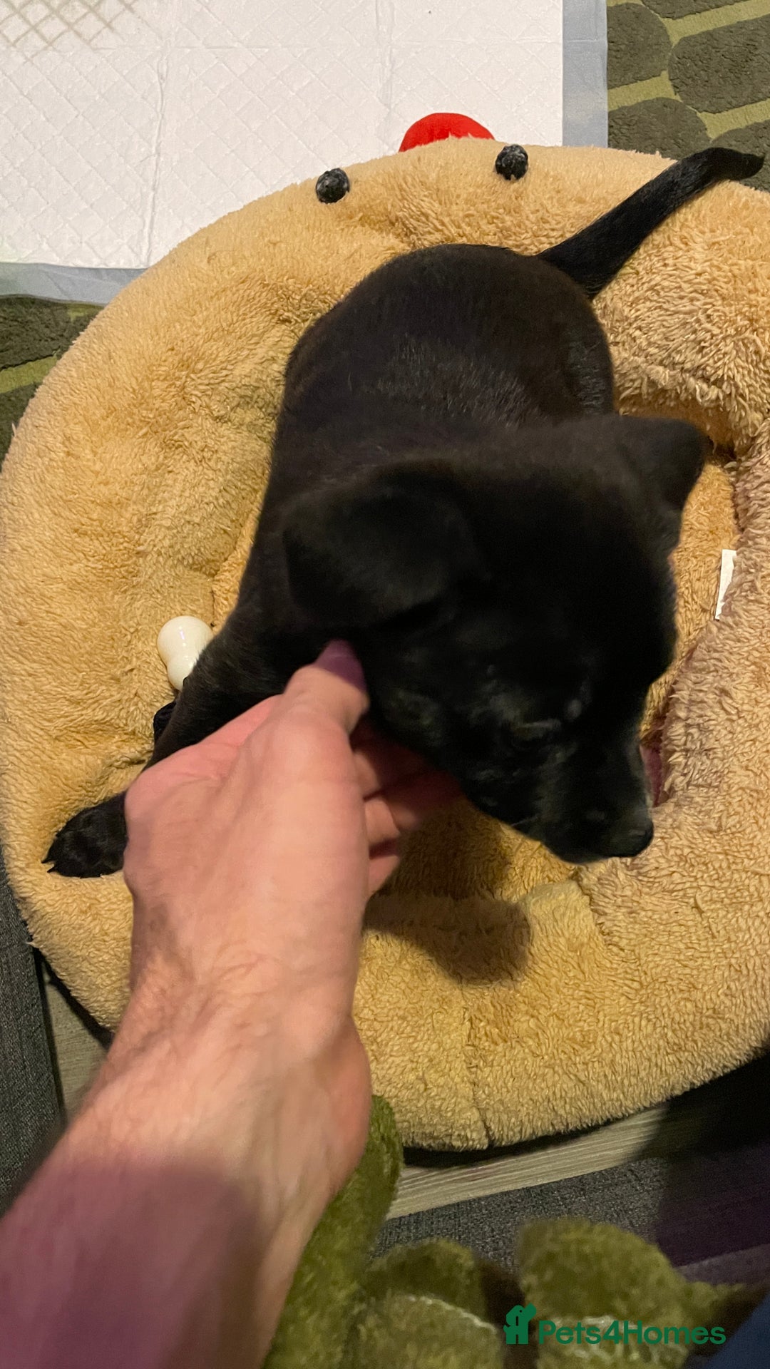 Mixed Breed dogs for sale: Staff terrier hybrid puppy for sale - Advert 2