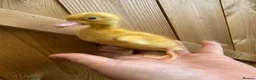 Ducks poultry for sale: SOLD Ducklings hatched 1st july - Advert 6