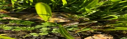 Tortoise reptiles for sale: Horsfield tortoise and set up in Oldham - Advert 7