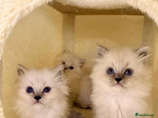 Mixed Breed cats Ragdoll x Highland Fold ONE GIRL LEFT - Advert 20