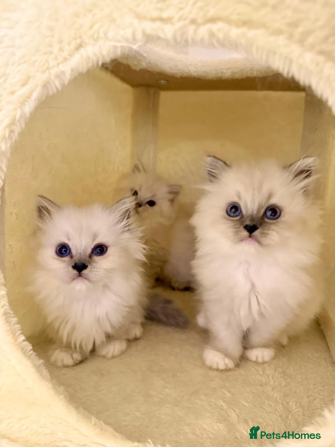 Mixed Breed cats for sale: Ragdoll x Highland Fold ONE GIRL LEFT - Advert 1