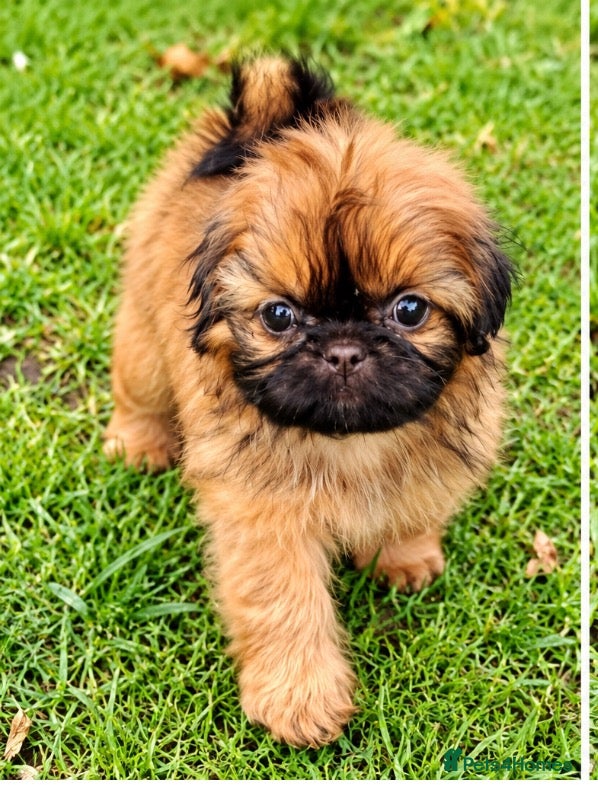 Shih Tzu dogs The Original Teddybear Puppies!  - Advert 2