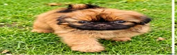 Shih Tzu dogs for sale: The Original Teddybear Puppies!  - Advert 3