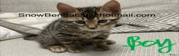 Bengal cats for sale: BENGAL kitten *READY to GO* to their forever homes - Advert 3