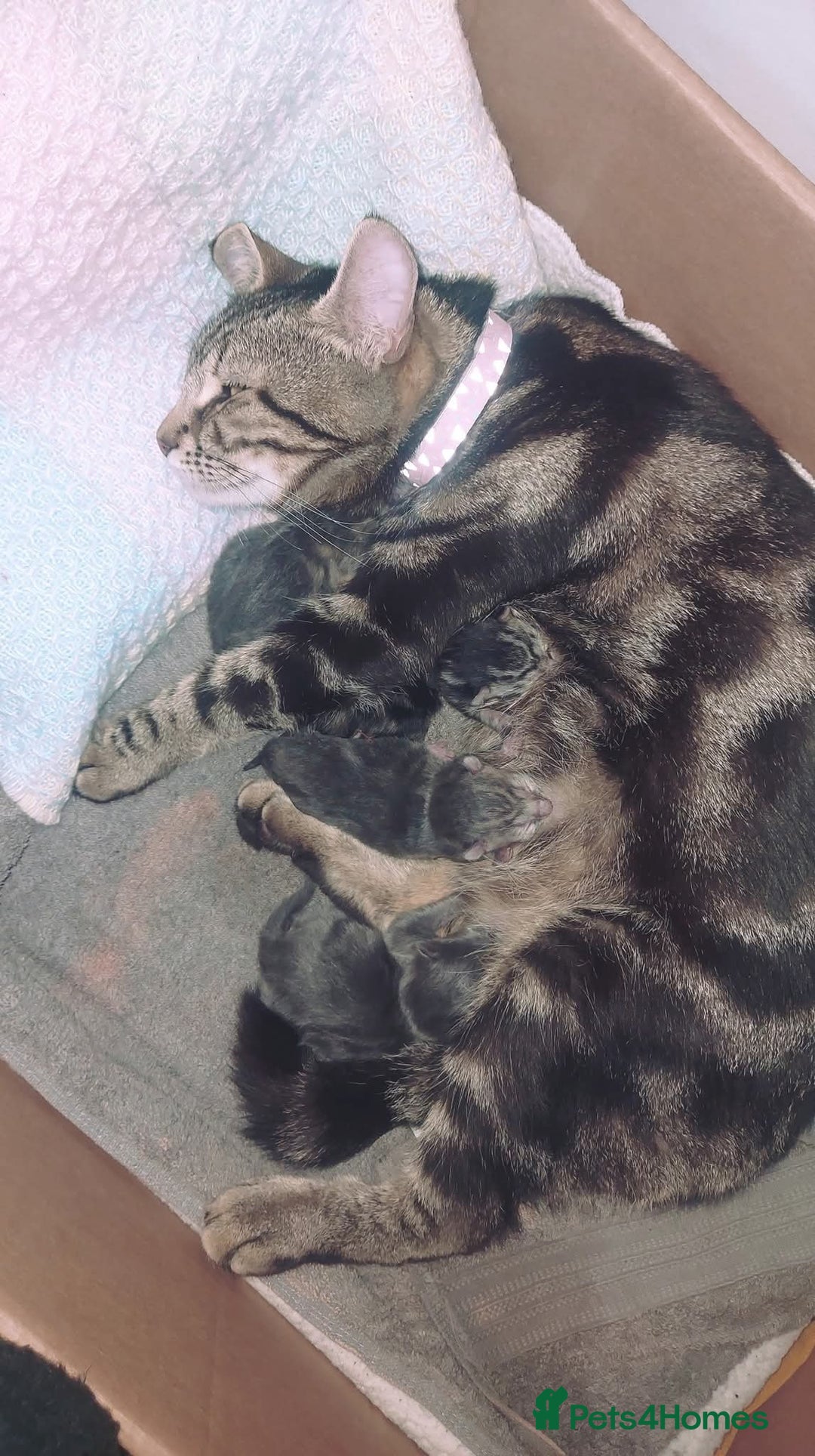 RagaMuffin cats for sale: Tabby X Ragdoll Kittens - Image 6