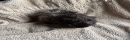 Guinea Pig rodents for sale: Neutered male bonded males  in Chesterfield - Advert 1